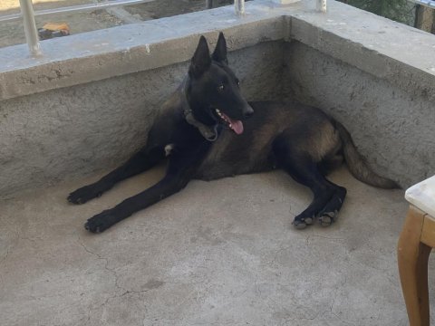 Hırs küpü belçika kurdu