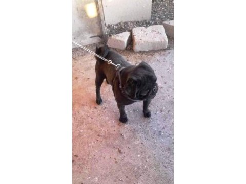 Sevimli pug köpekler