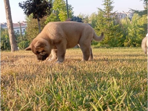 Amerikan akita yavru