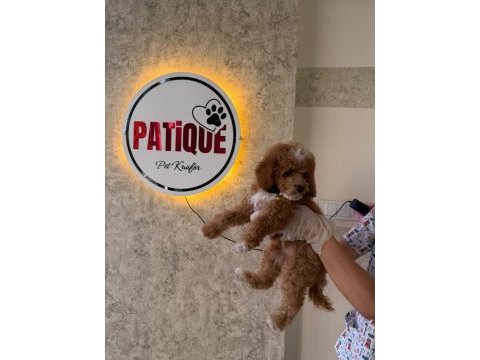 Premium toy poodle yavruları