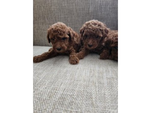 2 erkek 3 dişi poodle