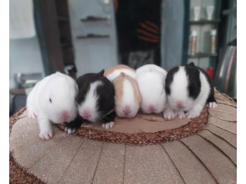 Cüce tavşan yavruları ( küçük ırk)