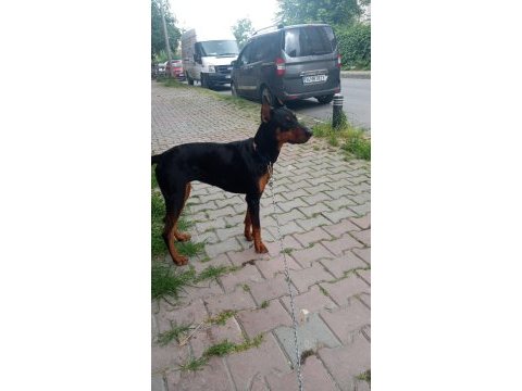 Estetikli doberman