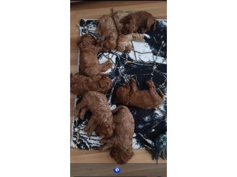 Güzel ve sağlıklı poodle bebekler