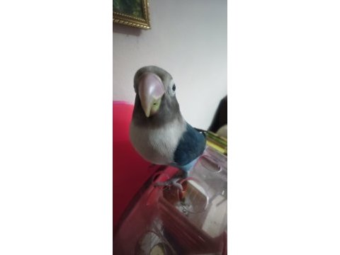 Çift cennet papağanı