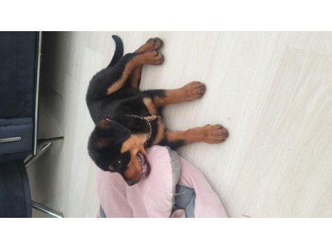 A kalite rottweiler uyguna yeni yuvasını bekliyor