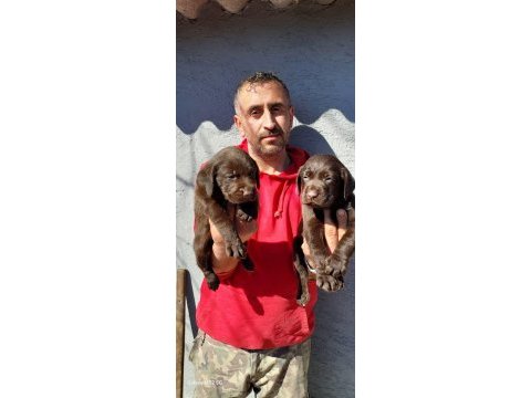 Çikolatalı labrador