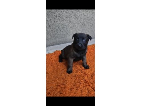Orjinal belçika kurdu malinois yavrular