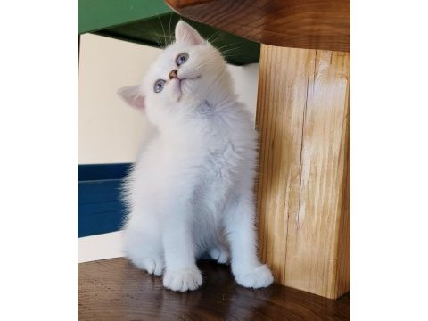 Scottish straight shorthair bs11 33 erkek