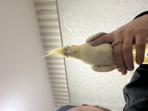 Acil satılık sultan papağanı