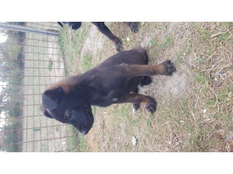 Köyü renk malinois