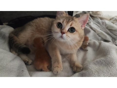 British shorthair golden dişiler