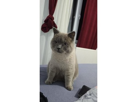 1,5 yaşımda aşıları tam kedimiz