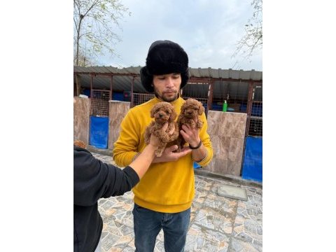 Sevgi dolu ailelerimiz için poodle bebekler