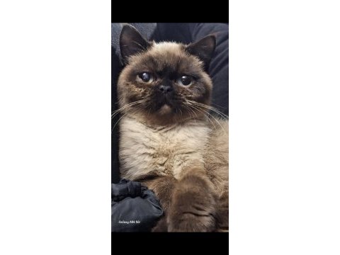 Exotic shorthair chocolate point