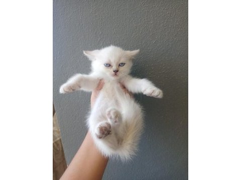 2 dişi 2 erkek british shorthair point