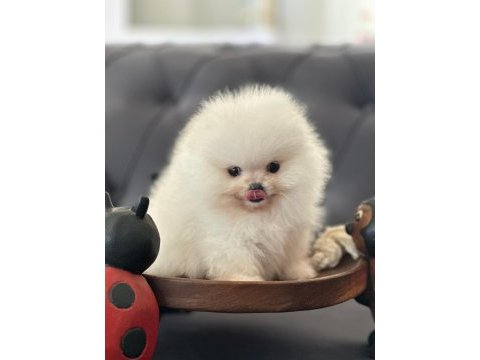 Show kalite pomeranian bebekler