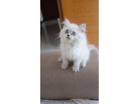 Orjinal scottish straight lynx point longhair dişi