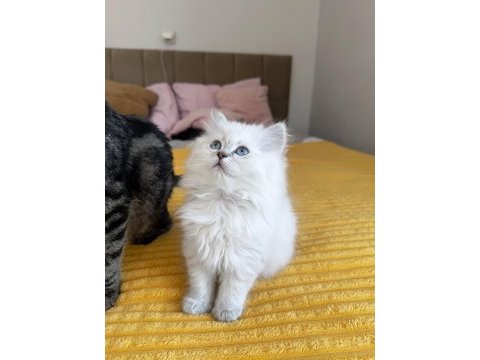 Beyaz british longhair kedimiz