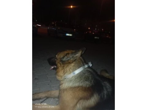 K9 alman kurdu