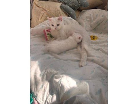 British shorthair ücretsiz