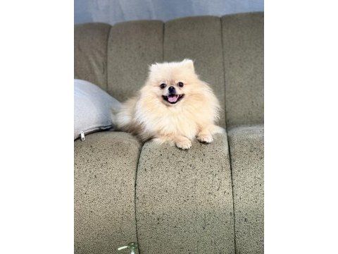 Pomeranian show class 