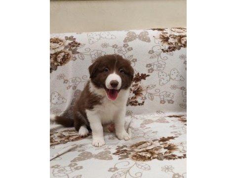 Fcı kıf şecereli kahve beyaz showline erkek border collie