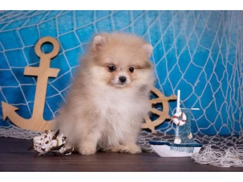 Pomeranian spitz