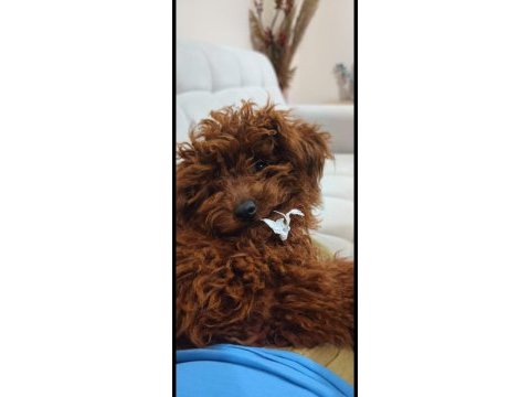 Toy poodle dişi yavru 7 aylık
