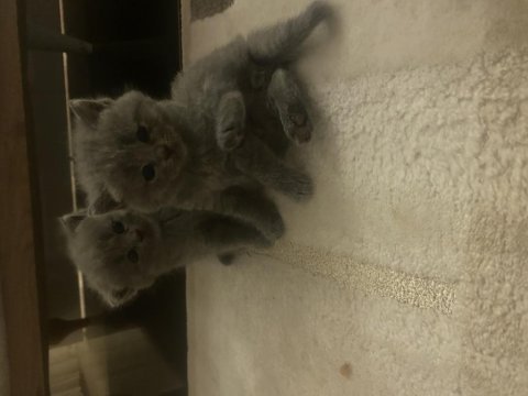 2 aylık british shorthair tuvalet eğitimi var