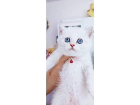 Acil sahiplendirme kedi