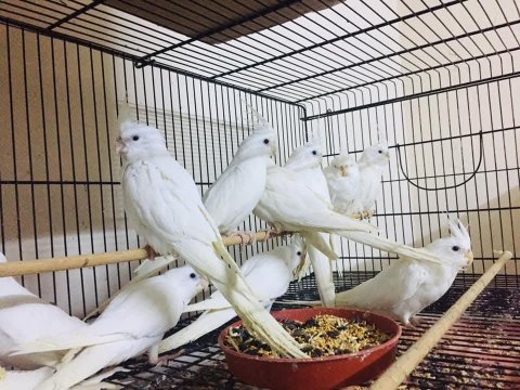 Sultan papağanı full evcil