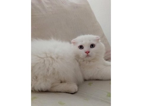 Uyguna brittish longhair acil 6 aylık erkek