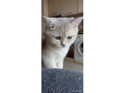 Safkan british shorthair dişi yavrumuz