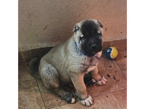 Kaliteli kangal yavruları
