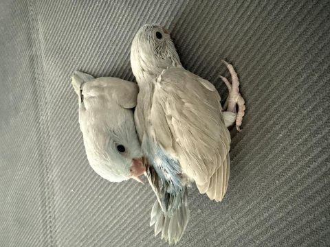 2 adet dişi forpus papağanı yavrusu