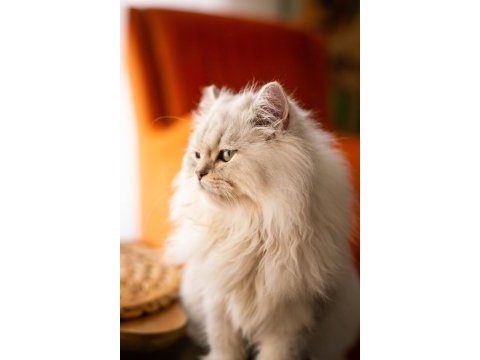 11 aylık kızıma çiftleştirmek için erkek kedi arıyorum