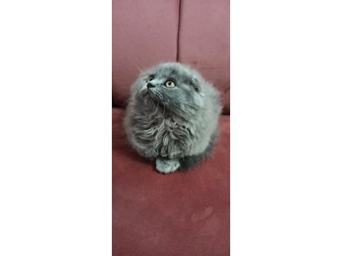 Kızımıza yeni yuva arıyoruz scottish fold
