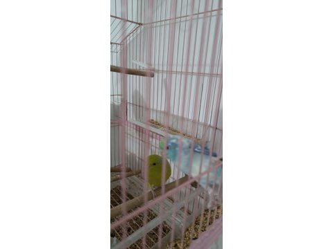 Forpus papağanı çift dişili erkekli 6 7 aylık