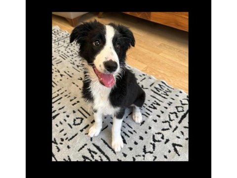 Şecereli safkan border collie