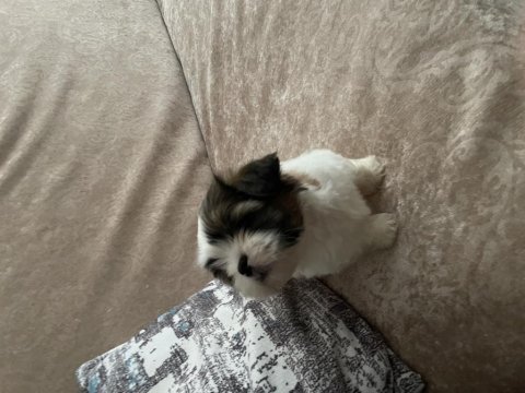 2.5 aylık yorkshire terrier mila