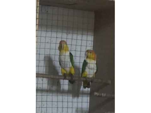 Hazır takım portakal caique