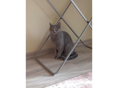 British shorthair 2 yaşında