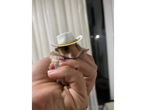 Küçük kovboy hamster