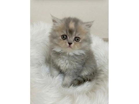 Peluş oyuncak british longhair bebeğim