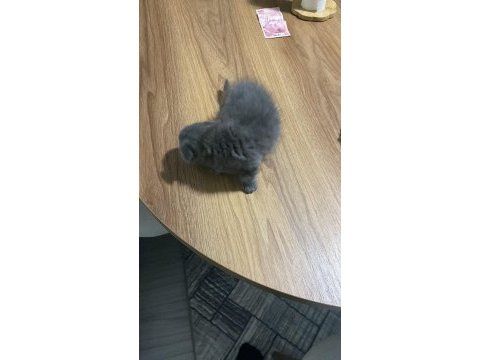 Scottish fold kedisi