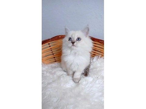 Safkan muhteşem british longhair yavrularım