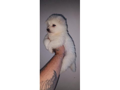Samoyed yavrularımız ırk garantilidir