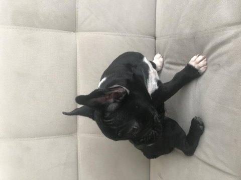 French bulldog yavrumuz