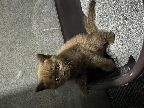 British shorthair yavrularımız yeni yuvalarını bekliyor